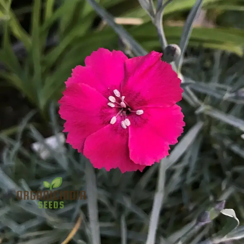 Dianthus Badenia Flower Seeds for Planting Grace Your Garden with Beautiful and Fragrant Blooms" - Image 3