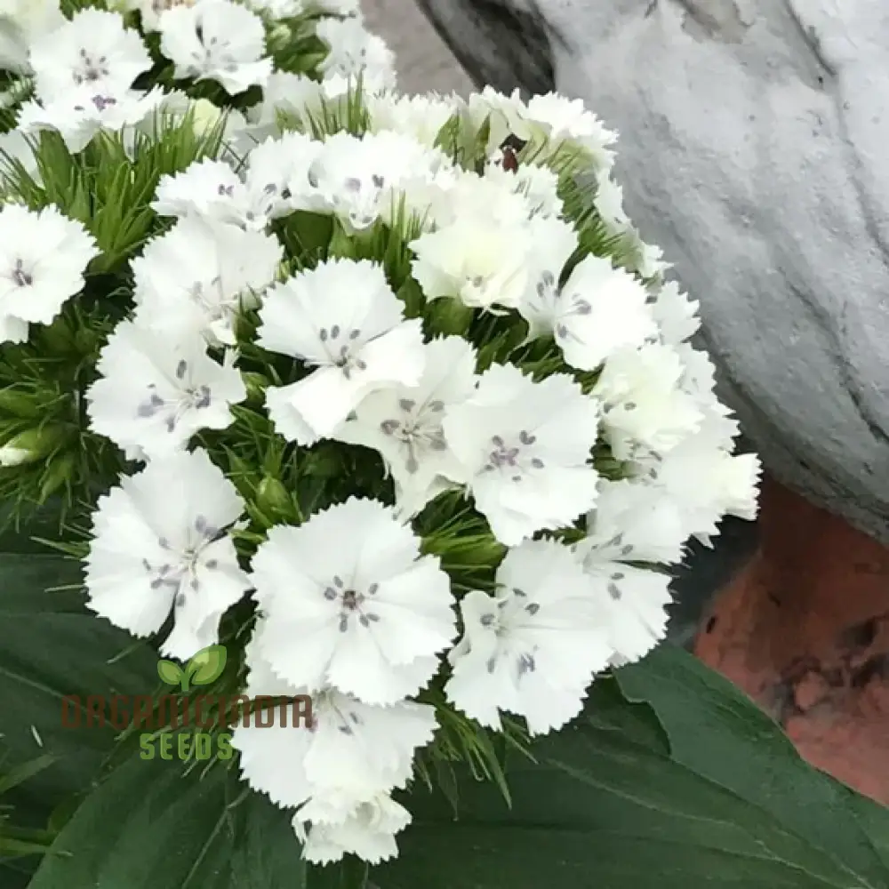 Dianthus Barbatus White Flower Seeds For Planting, Elegant Additions to Your Garden