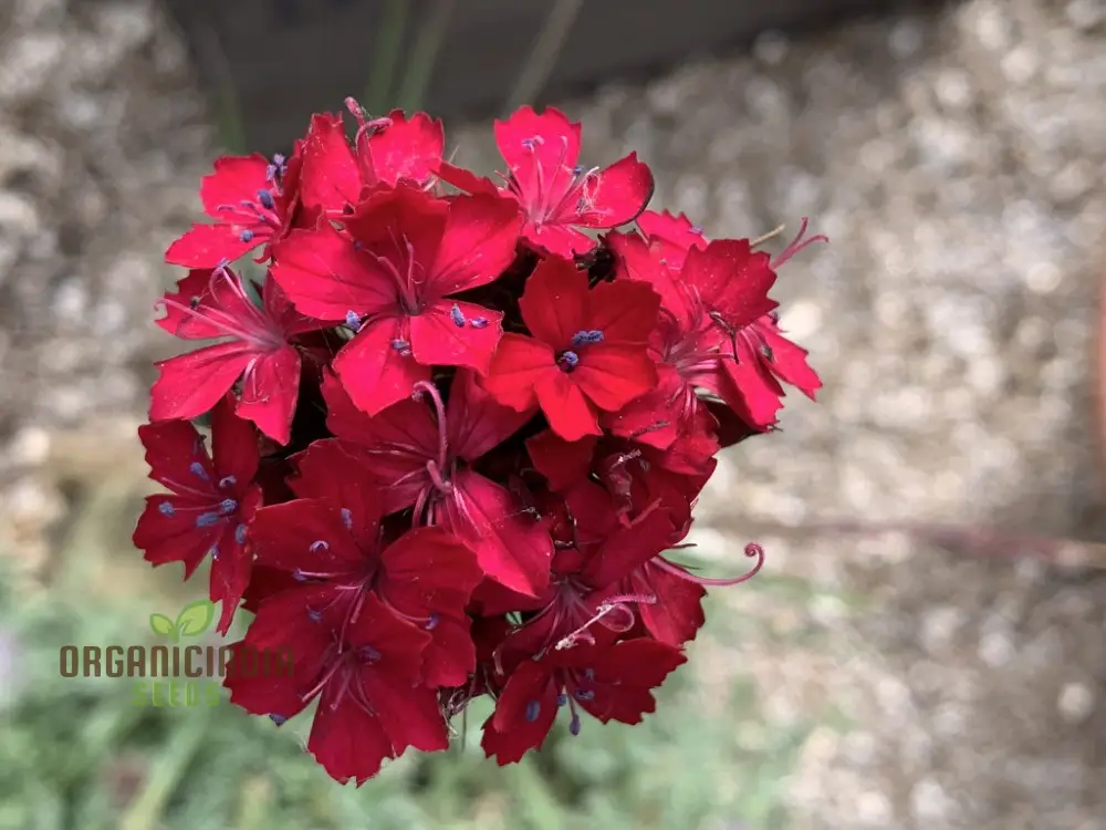 Dianthus Cruentus Flower Seeds For Planting, Bold and Beautiful Blooms for Your Garden