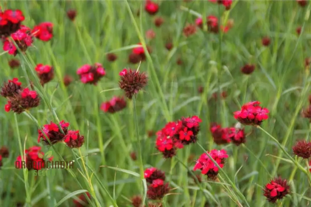 Dianthus Cruentus Flower Seeds For Planting, Bold and Beautiful Blooms for Your Garden - Image 3
