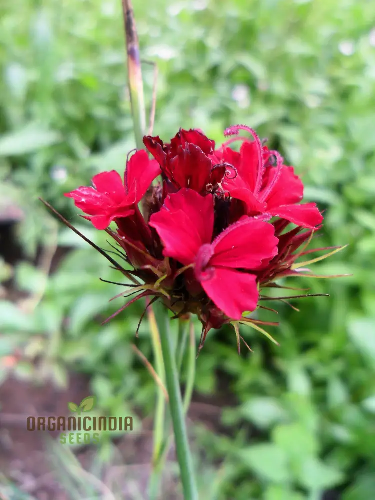 Dianthus Cruentus Flower Seeds For Planting, Bold and Beautiful Blooms for Your Garden - Image 4