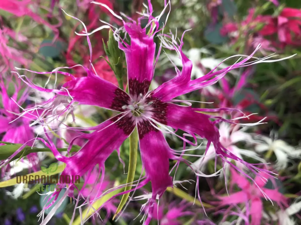 Dianthus Dancing Geisha Flower Seeds For Planting, Add Graceful Beauty to Your Garden