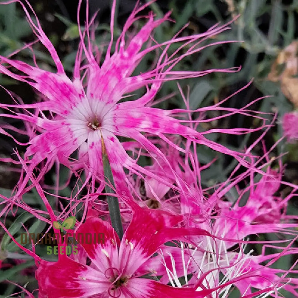 Dianthus Dancing Geisha Flower Seeds For Planting, Add Graceful Beauty to Your Garden - Image 3