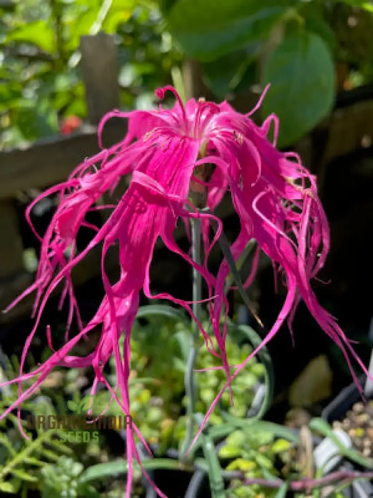 Dianthus Dancing Geisha Flower Seeds For Planting, Add Graceful Beauty to Your Garden - Image 4