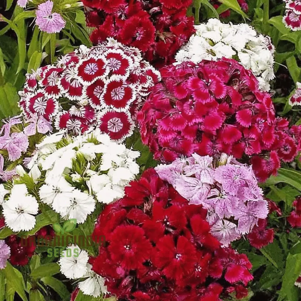 Dianthus F-1 Grace Double Mixed (Hybrid) Flower Seeds, In-Depth Guide to Planting, Gardening, and Cultivating Beautiful Double Blooms