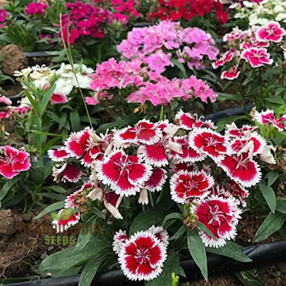 Dianthus F-1 Grace Double Mixed (Hybrid) Flower Seeds, In-Depth Guide to Planting, Gardening, and Cultivating Beautiful Double Blooms - Image 3