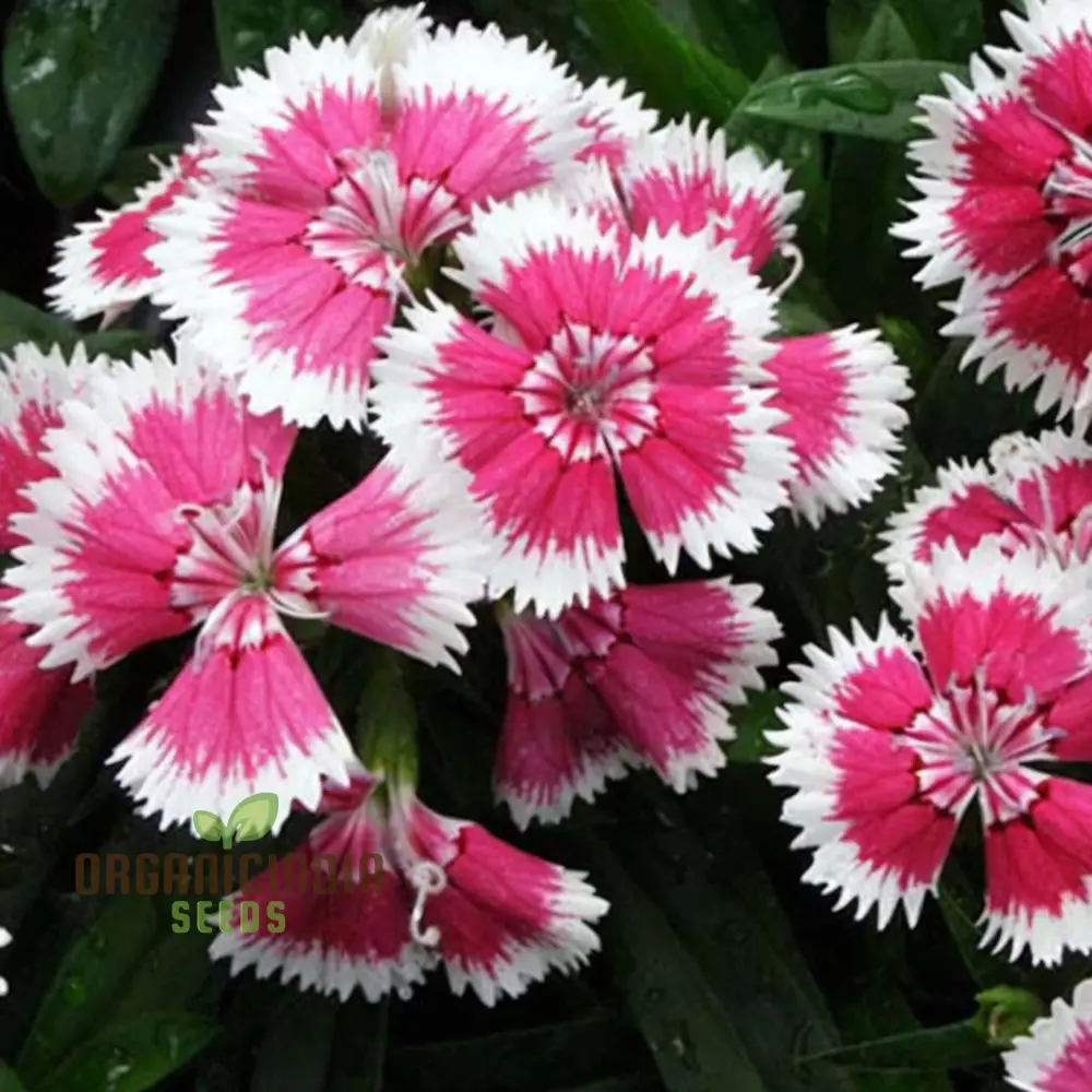 Dianthus F-1 Grace Double Mixed (Hybrid) Flower Seeds, In-Depth Guide to Planting, Gardening, and Cultivating Beautiful Double Blooms - Image 4