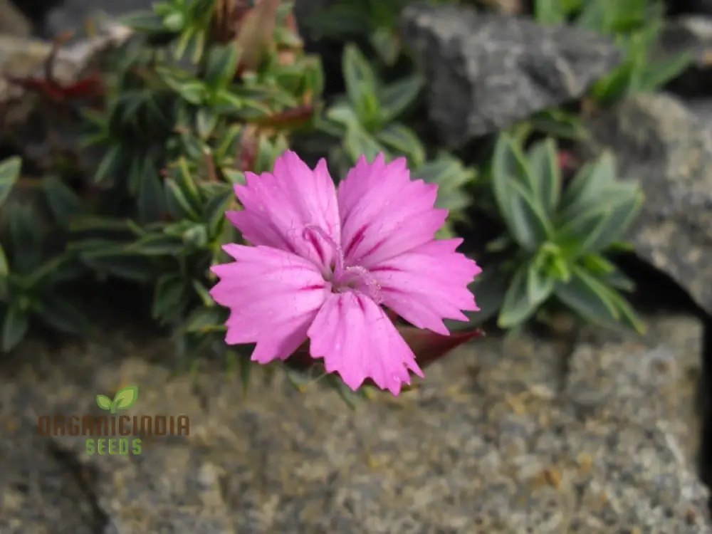 Dianthus Haematocalyx Pindicola Flower Seeds For Planting, Unique and Hardy Blooms for Your Garden
