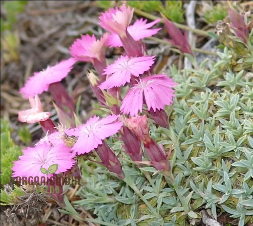 Dianthus Haematocalyx Pindicola Flower Seeds For Planting, Unique and Hardy Blooms for Your Garden - Image 3