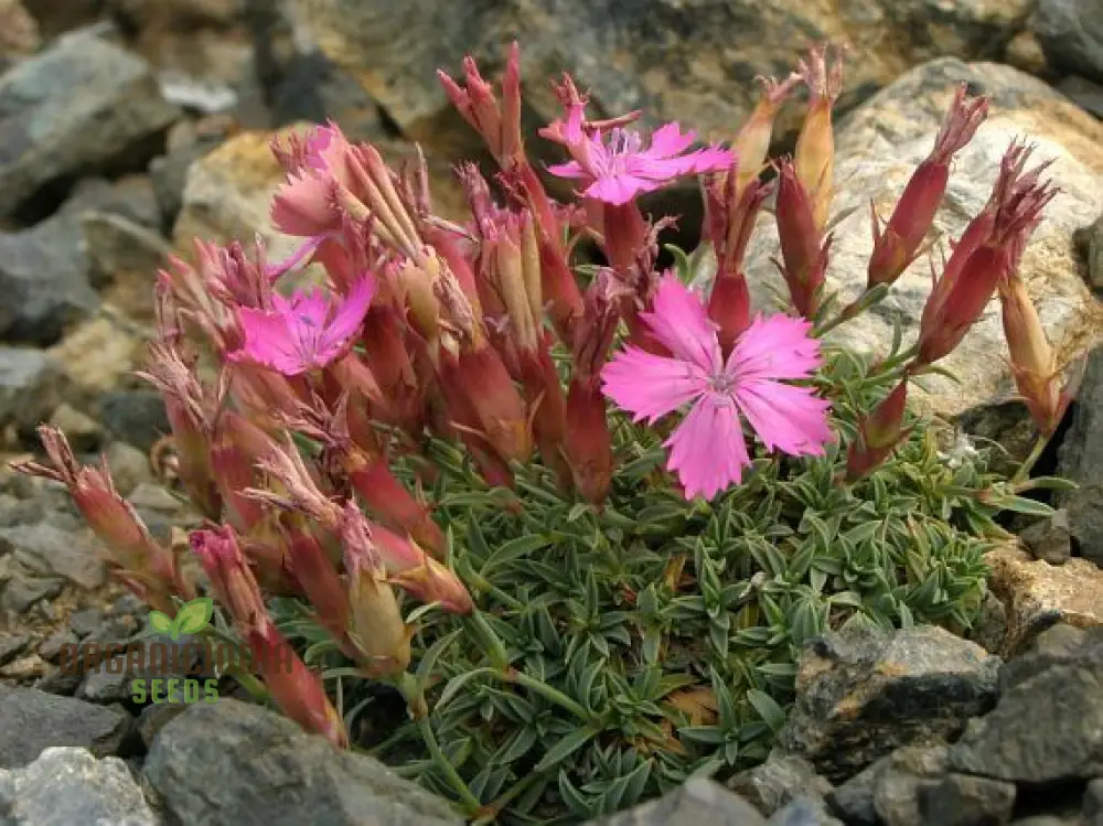 Dianthus Haematocalyx Pindicola Flower Seeds For Planting, Unique and Hardy Blooms for Your Garden - Image 4