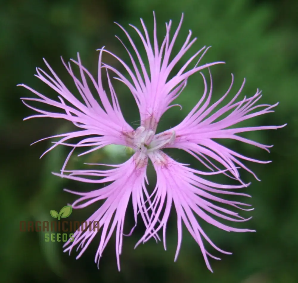Dianthus monspessulanus Seeds – Delicate Garden Bloom Variety for Planting