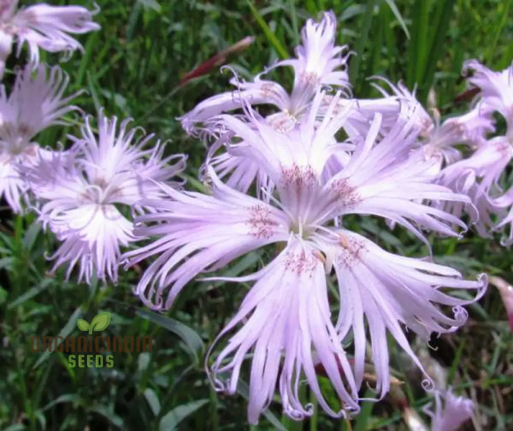 Dianthus monspessulanus Seeds – Delicate Garden Bloom Variety for Planting - Image 3