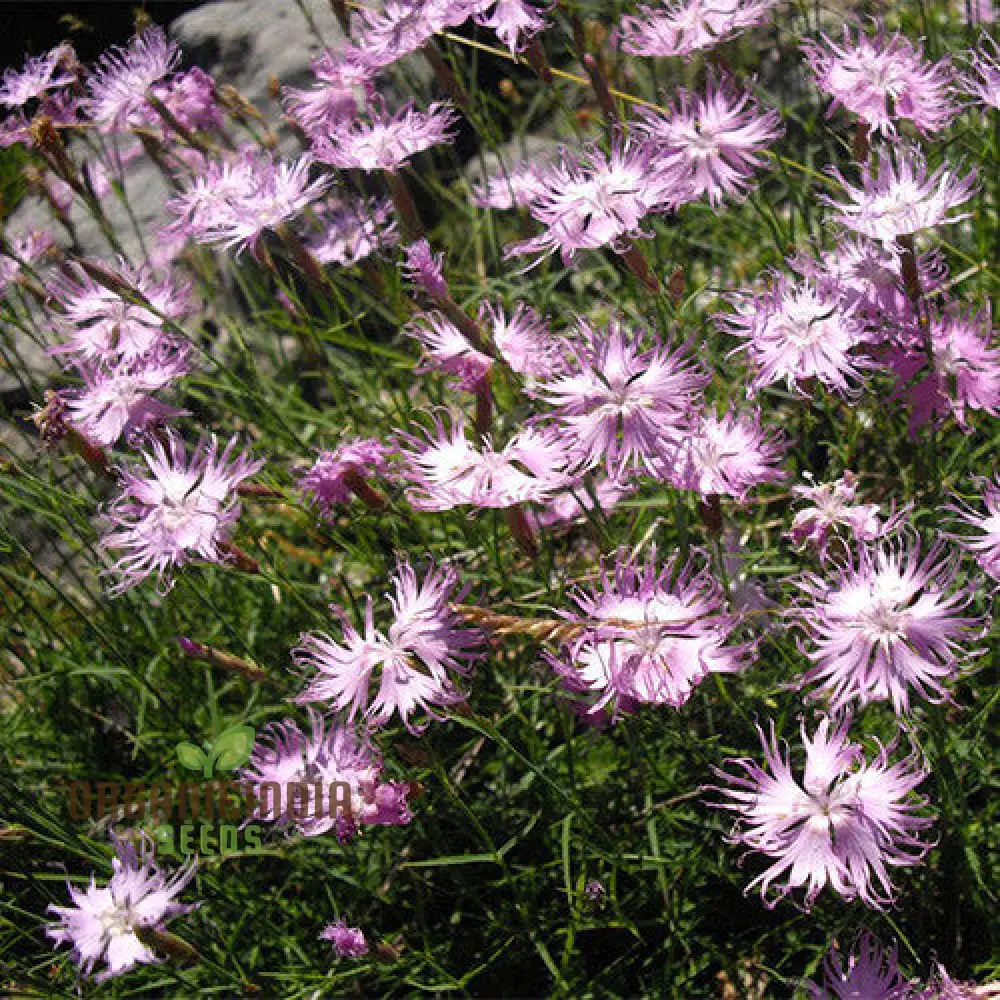 Dianthus monspessulanus Seeds – Delicate Garden Bloom Variety for Planting - Image 4