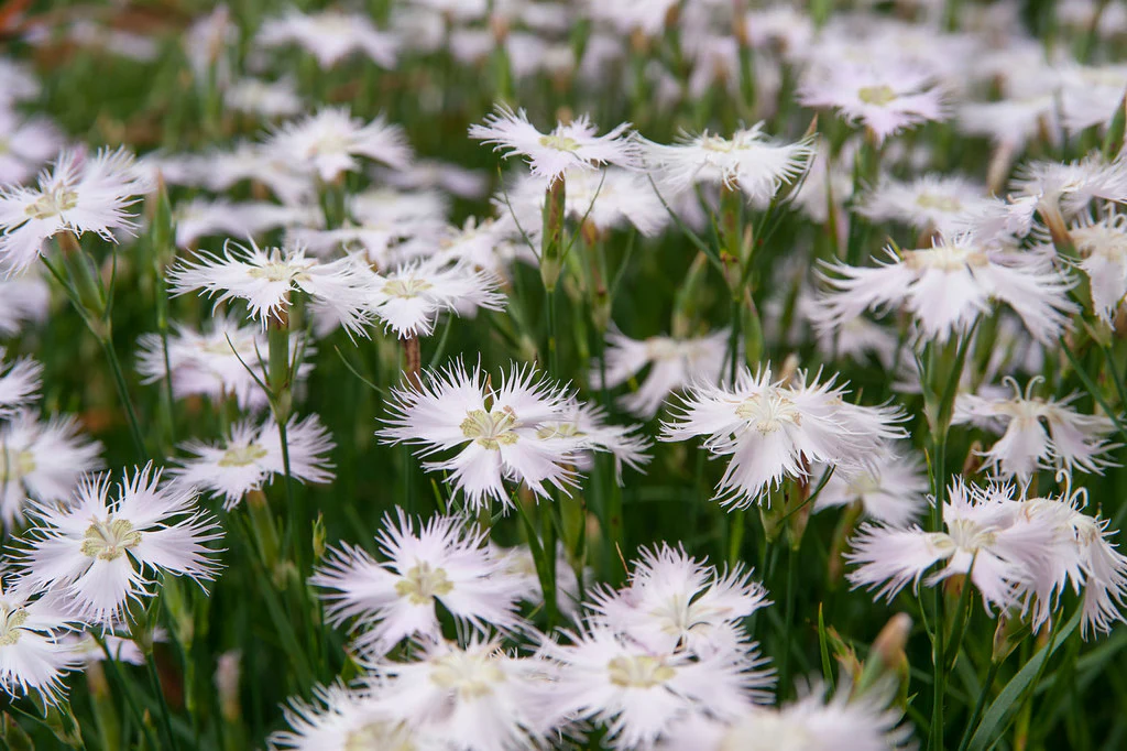 Dianthus monspessulanus Seeds – Delicate Garden Bloom Variety for Planting - Image 5