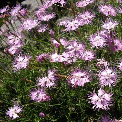 Dianthus monspessulanus Seeds – Delicate Garden Bloom Variety for Planting - Image 6
