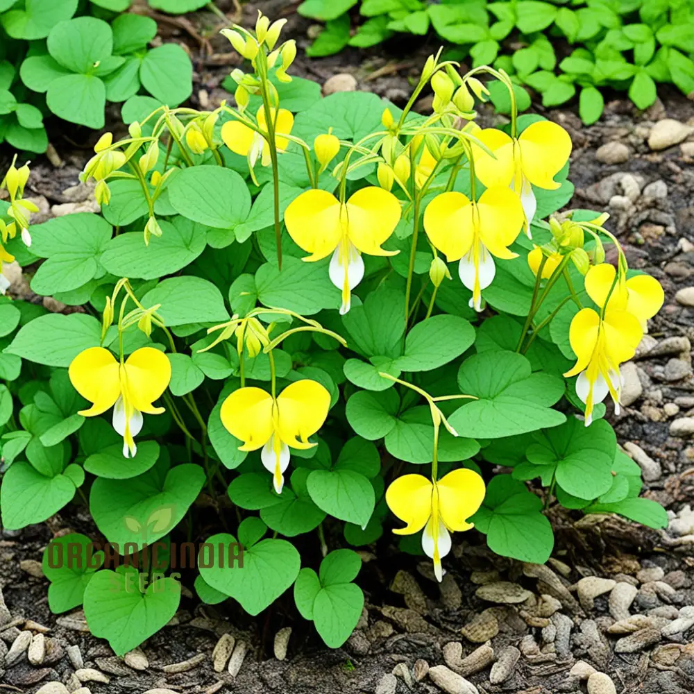 Buy Dicentra Spectabilis Seeds Premium Bleeding Heart Seeds for Beautiful Gardens