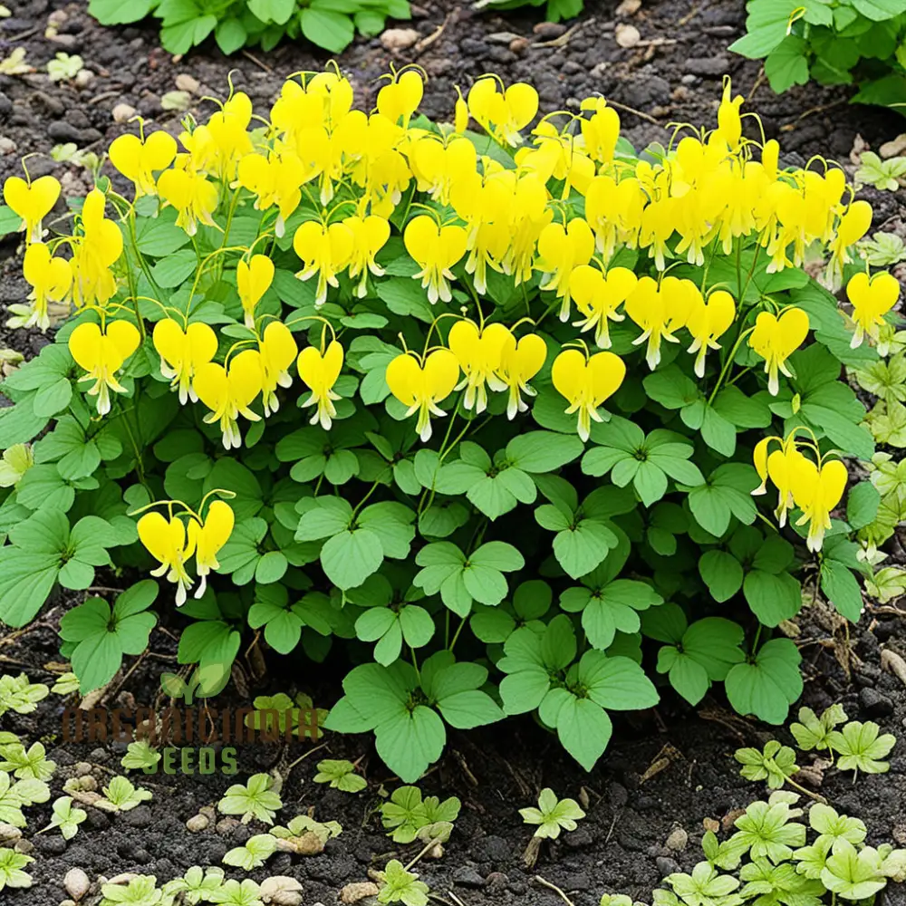 Buy Dicentra Spectabilis Seeds Premium Bleeding Heart Seeds for Beautiful Gardens - Image 3