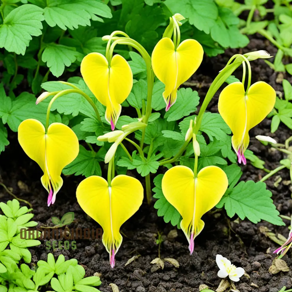 Buy Dicentra Spectabilis Seeds Premium Bleeding Heart Seeds for Beautiful Gardens - Image 4