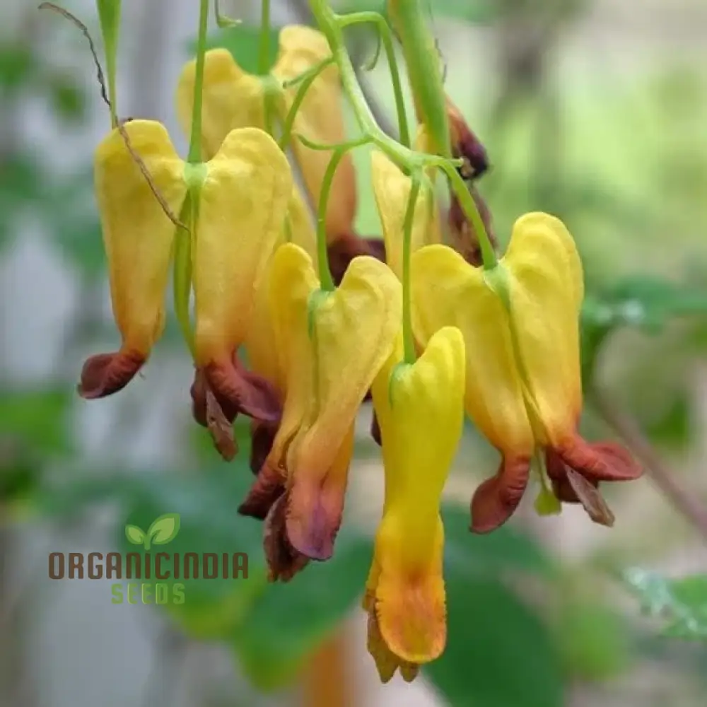 Dicentra Torulosa Flower Seeds For Planting, Graceful Additions to Your Garden's Beauty