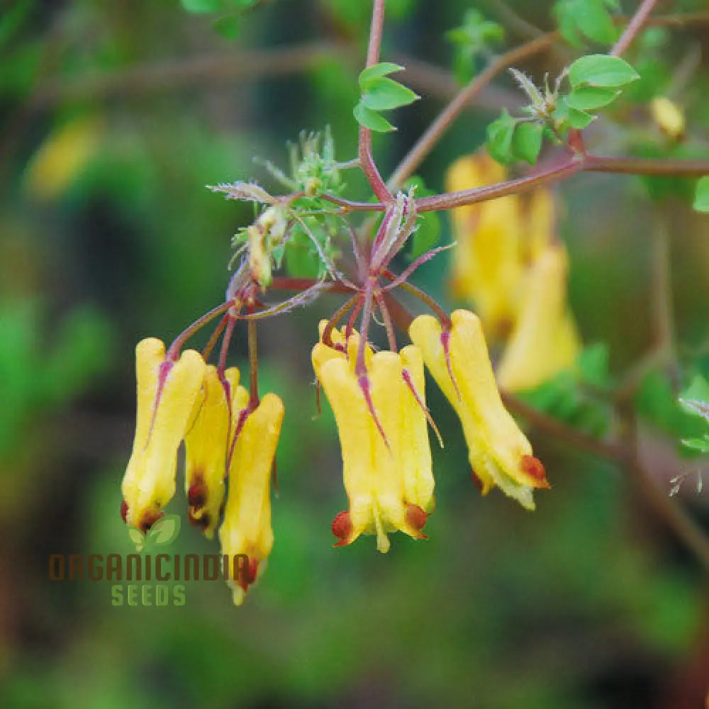 Dicentra Torulosa Flower Seeds For Planting, Graceful Additions to Your Garden's Beauty - Image 3