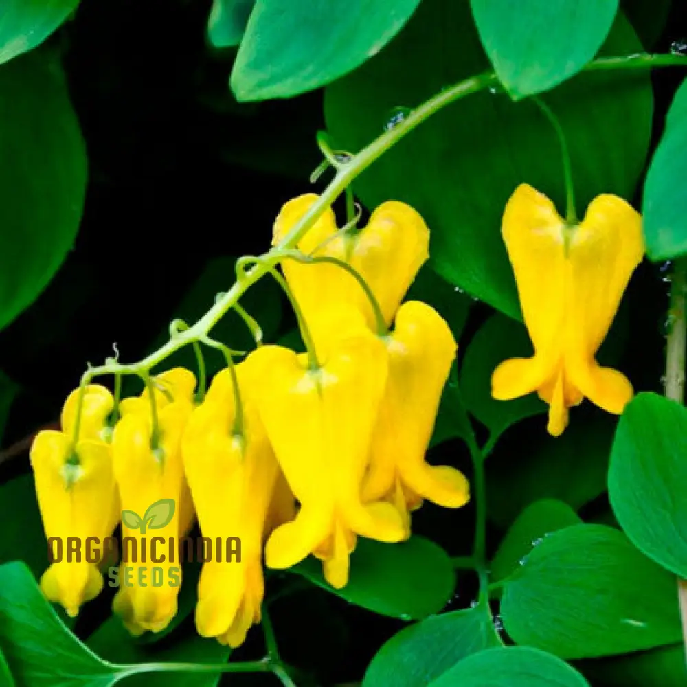 Dicentra Torulosa Flower Seeds For Planting, Graceful Additions to Your Garden's Beauty - Image 4