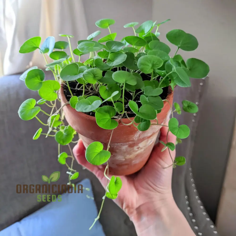 Dichondra Plant Seeds for Planting - Premium Quality Seeds for Lush Ground Cover