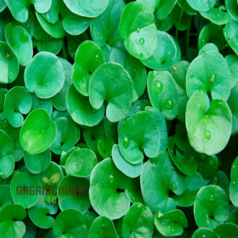 Dichondra Plant Seeds for Planting - Premium Quality Seeds for Lush Ground Cover - Image 2