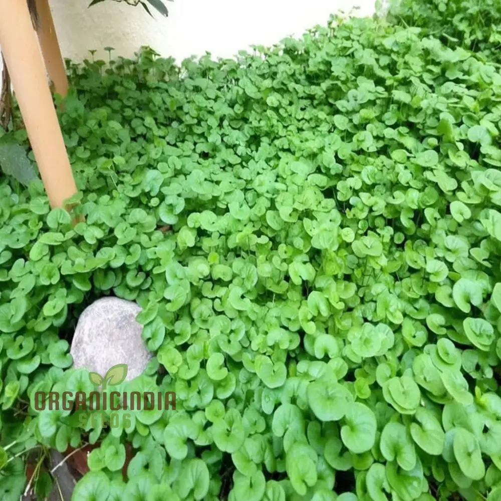 Dichondra Plant Seeds for Planting - Premium Quality Seeds for Lush Ground Cover - Image 3