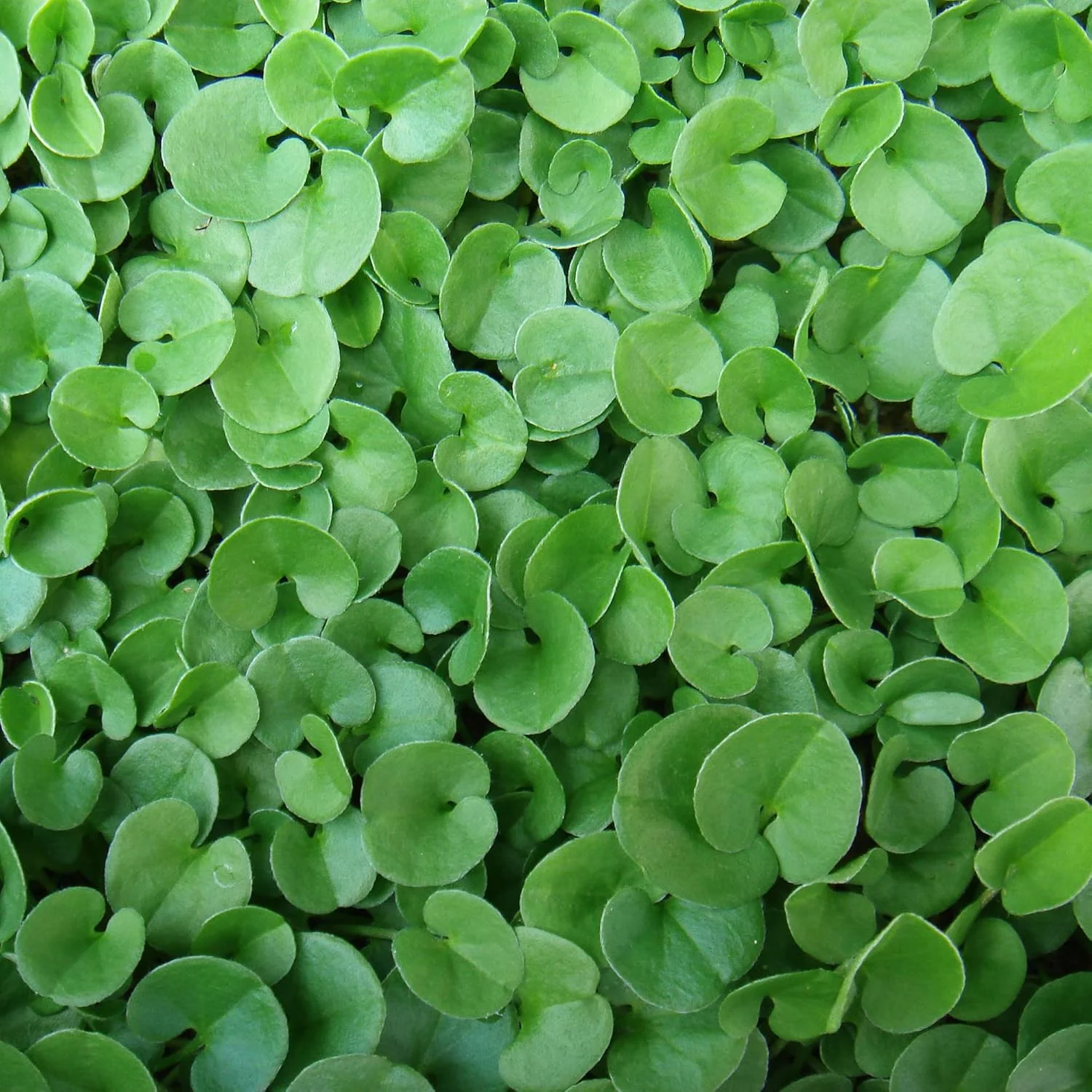 Dichondra Repens Seeds - Perennial Ground Cover Lawn Substitute