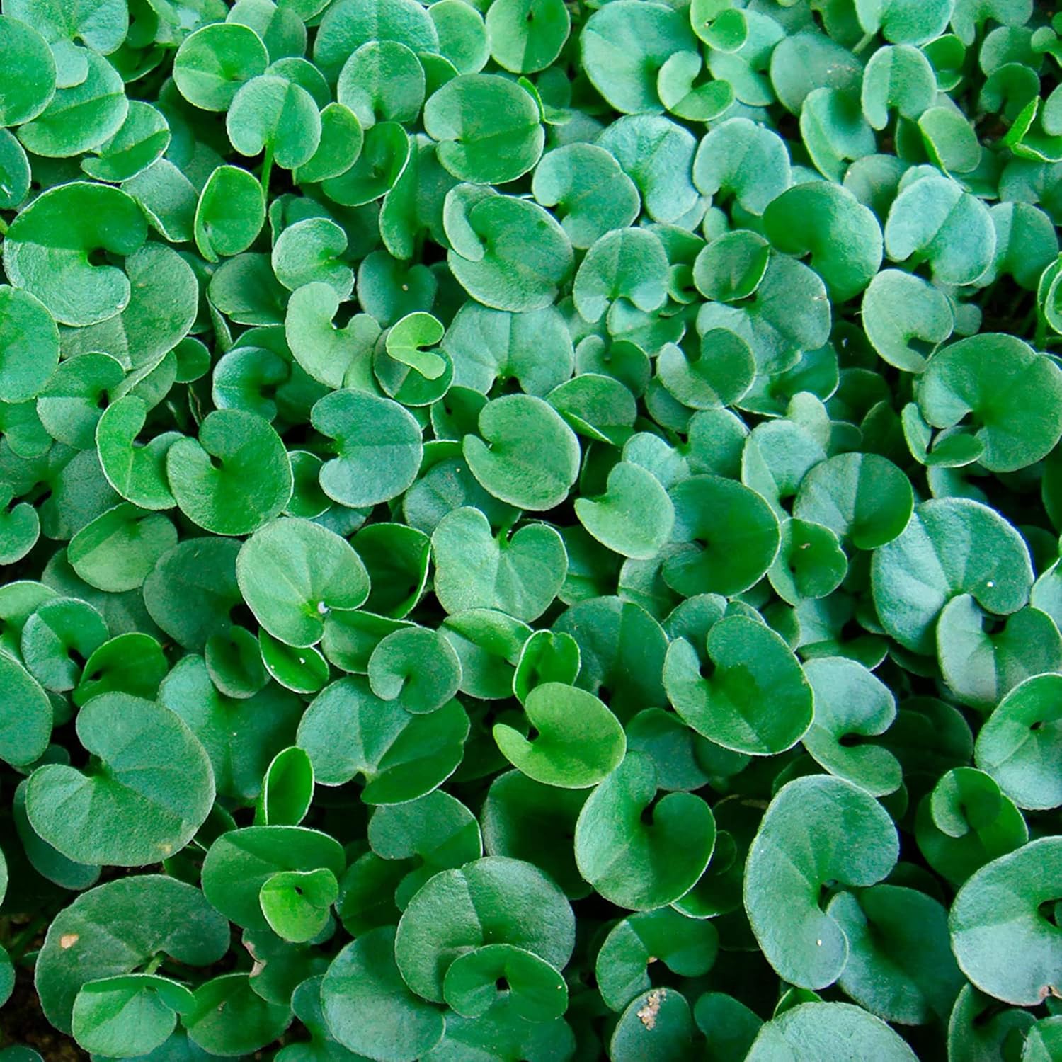 Dichondra Repens Seeds - Perennial Ground Cover Lawn Substitute - Image 3