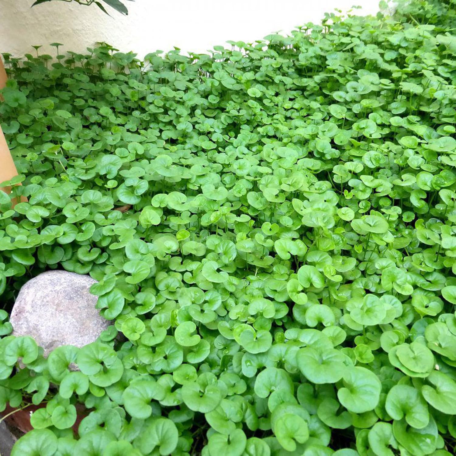 Dichondra Repens Seeds - Perennial Ground Cover Lawn Substitute - Image 4