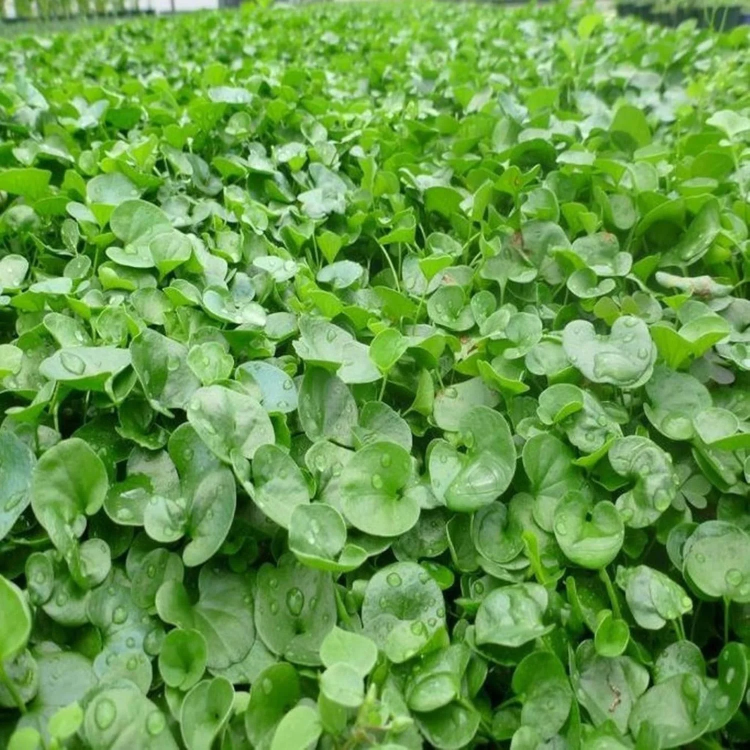 Dichondra Repens Seeds - Perennial Ground Cover Lawn Substitute - Image 5