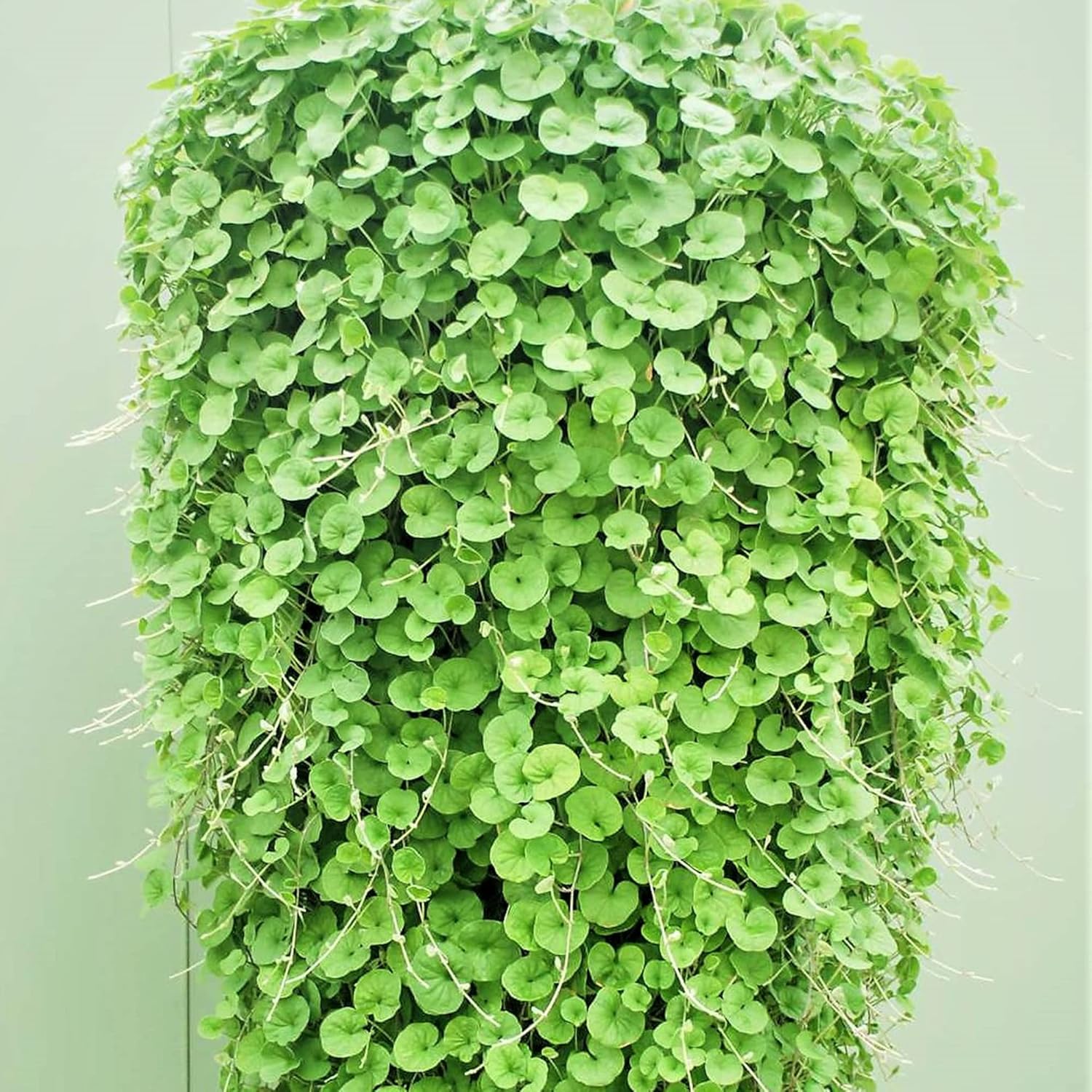 Dichondra Repens Seeds - Perennial Ground Cover Lawn Substitute - Image 6