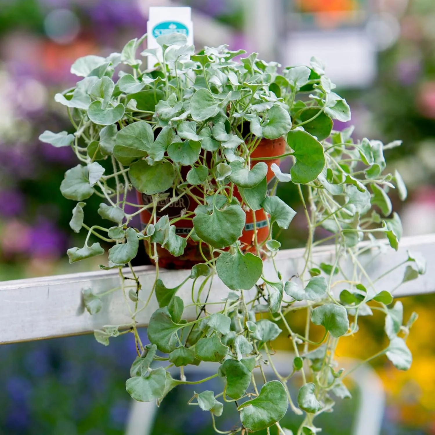 Dichondra Repens Seeds - Perennial Ground Cover Lawn Substitute - Image 7