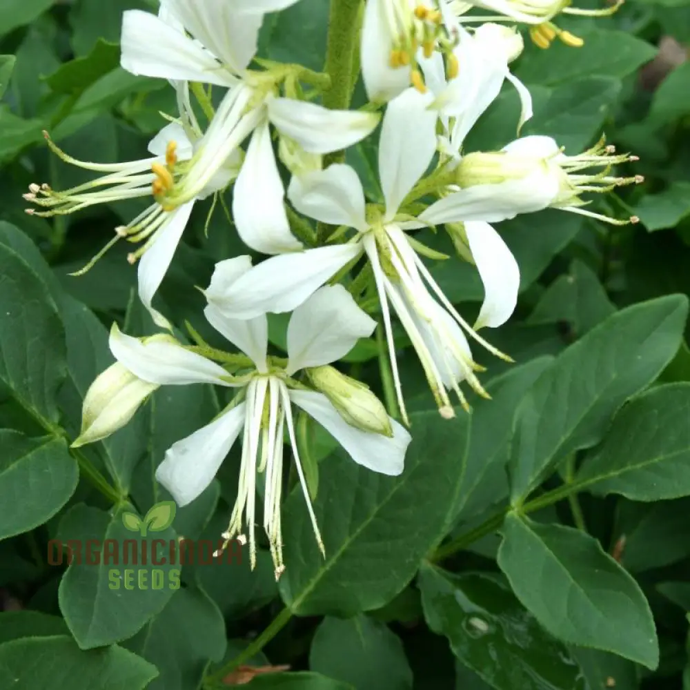Dictamnus Albus Albiflorus Flower Seeds For Planting, Cultivate Beauty in Your Garden