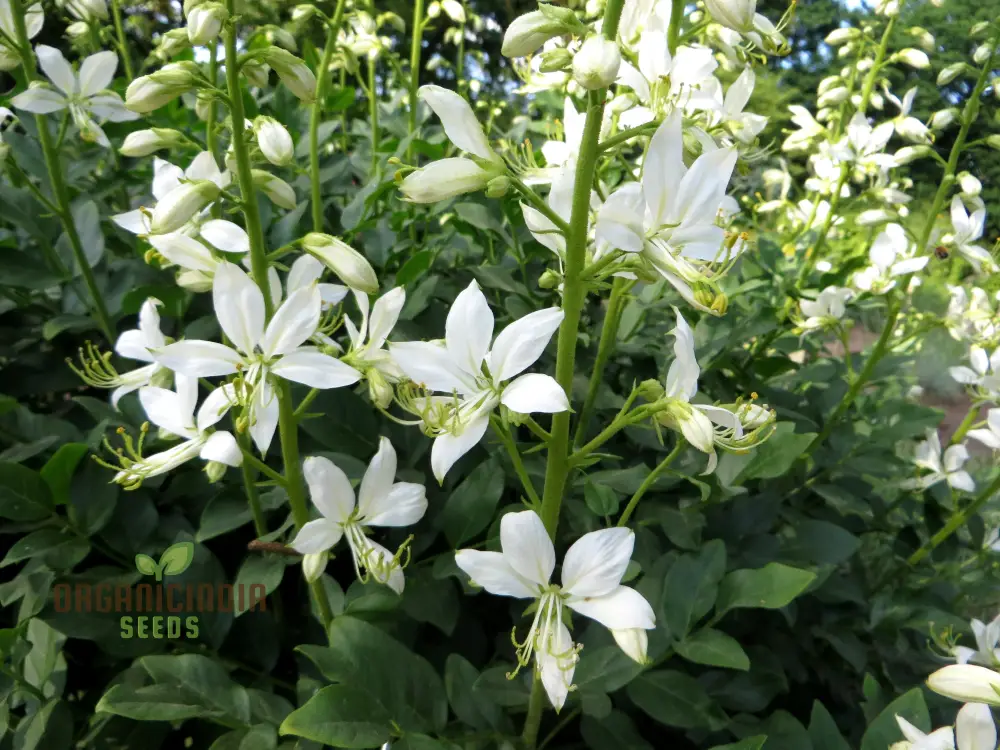 Dictamnus Albus Albiflorus Flower Seeds For Planting, Cultivate Beauty in Your Garden - Image 3