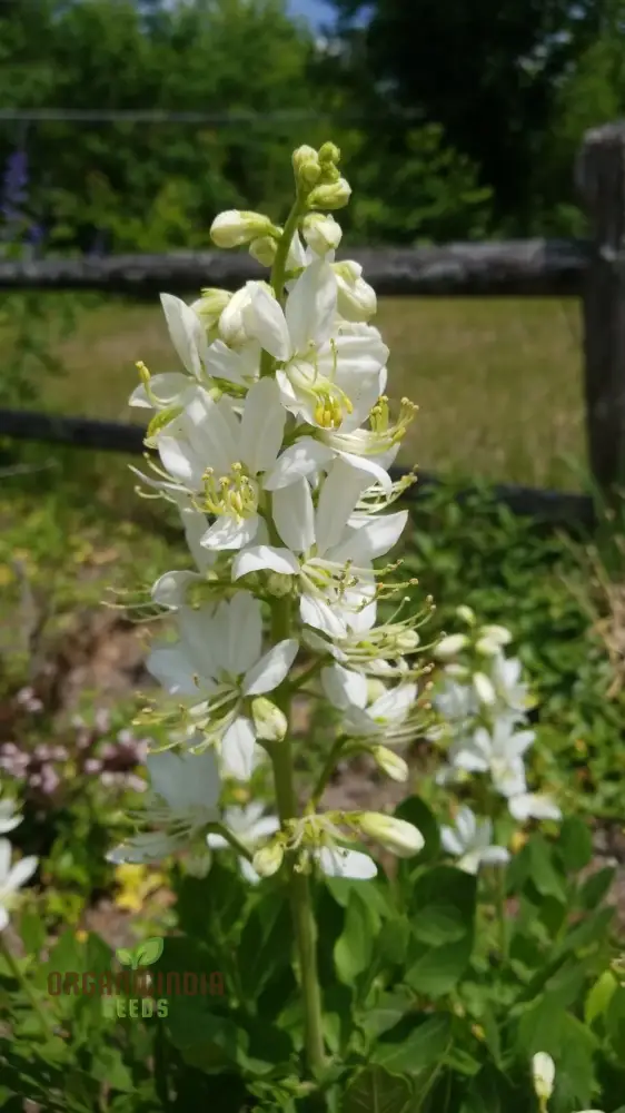 Dictamnus Albus Albiflorus Flower Seeds For Planting, Cultivate Beauty in Your Garden - Image 4