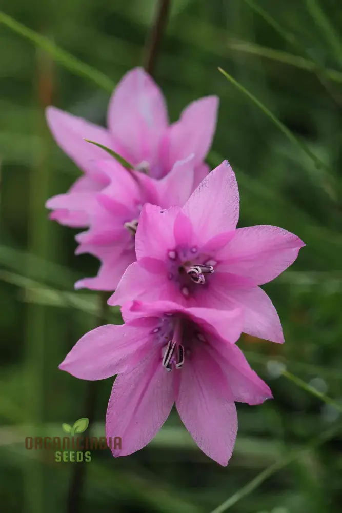 Dictamnus Albus var. Caucasicus Flower Seeds For Planting, Enhance Your Garden with Unique and Hardy Blooms