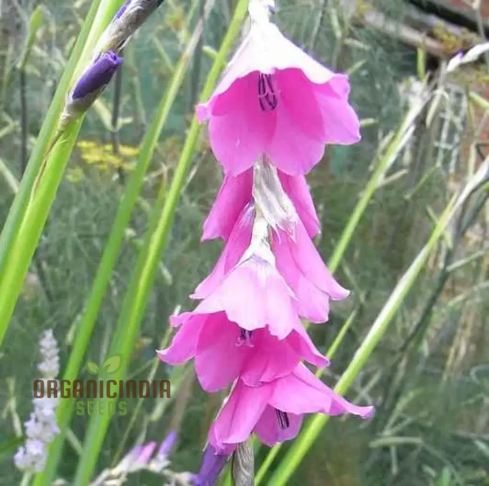 Dictamnus Albus var. Caucasicus Flower Seeds For Planting, Enhance Your Garden with Unique and Hardy Blooms - Image 3