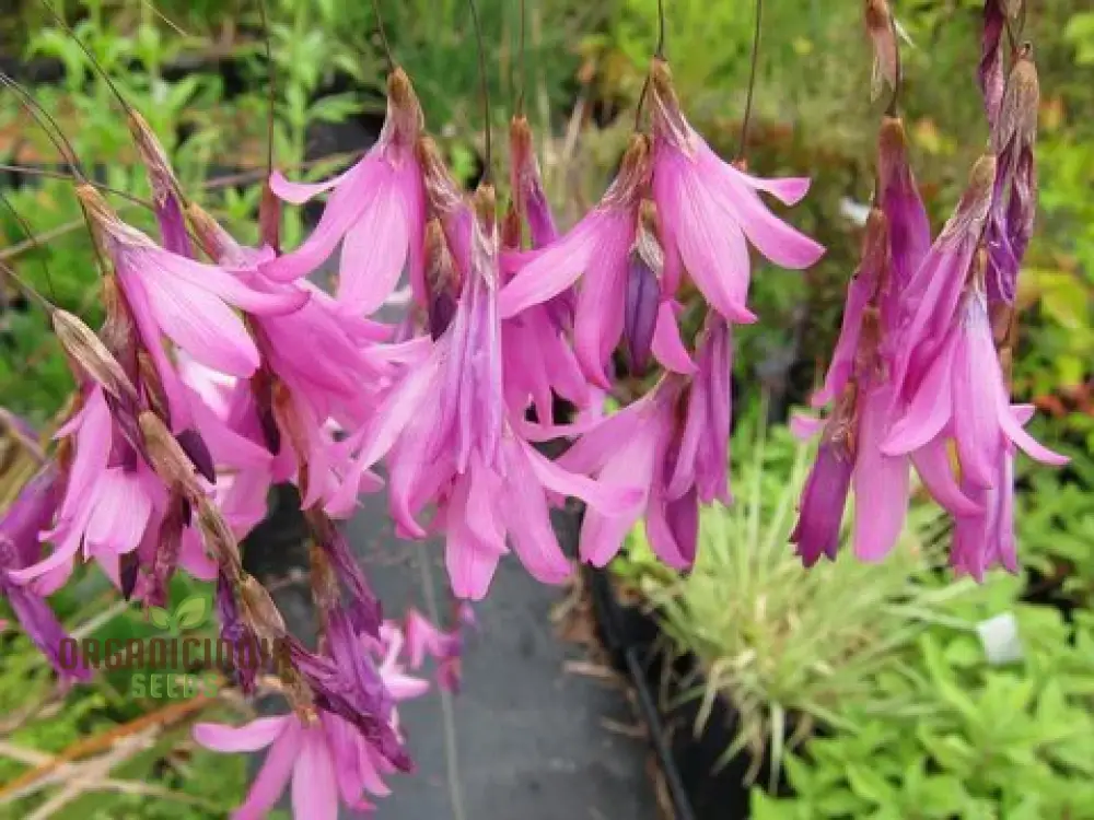 Dictamnus Albus var. Caucasicus Flower Seeds For Planting, Enhance Your Garden with Unique and Hardy Blooms - Image 4