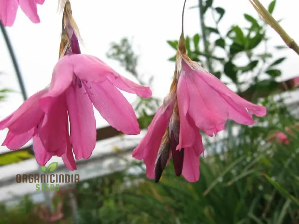 Dictamnus Albus var. Caucasicus Flower Seeds For Planting, Enhance Your Garden with Unique and Hardy Blooms - Image 5