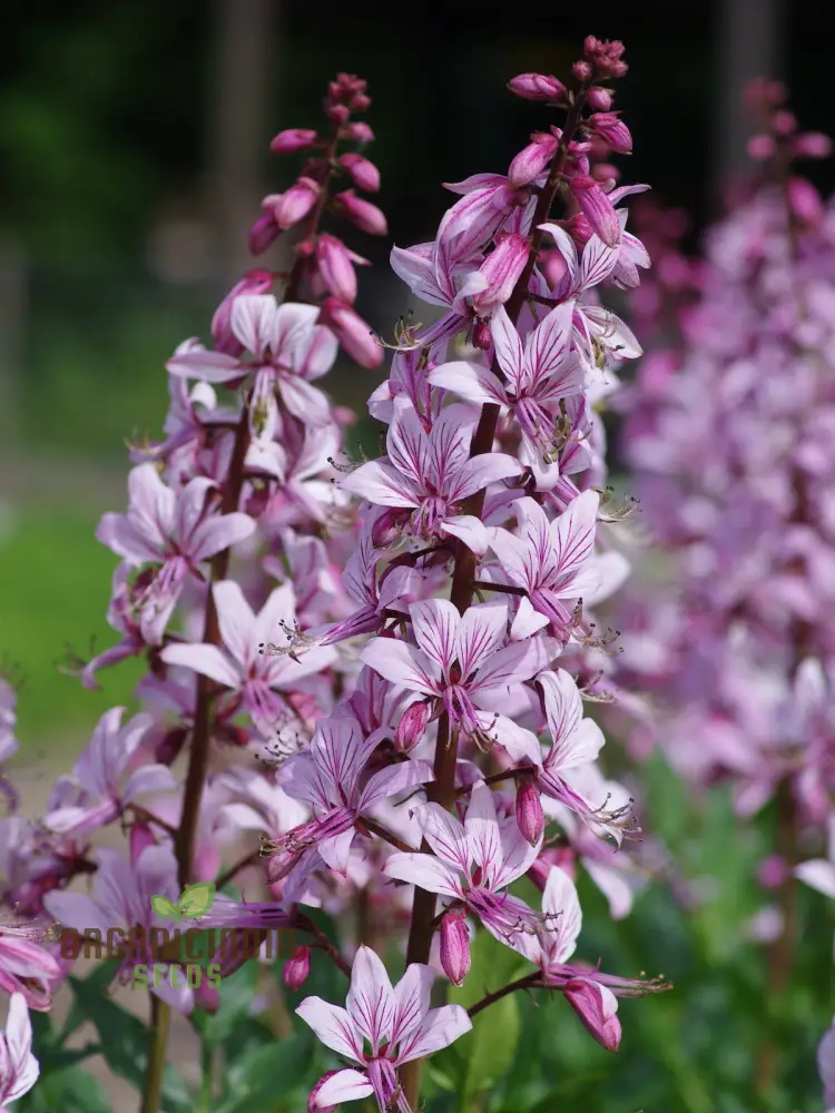 Dictamnus Seeds (Dictamnus Albus var. Caucasicus Seeds) - Unique and Hardy Blooms for Gardens