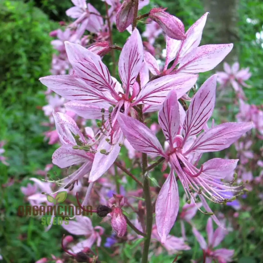 Dictamnus Seeds (Dictamnus Albus var. Caucasicus Seeds) - Unique and Hardy Blooms for Gardens - Image 3