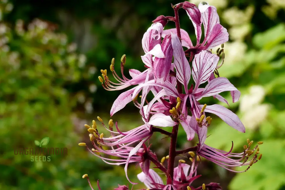 Dictamnus Seeds (Dictamnus Albus var. Caucasicus Seeds) - Unique and Hardy Blooms for Gardens - Image 5