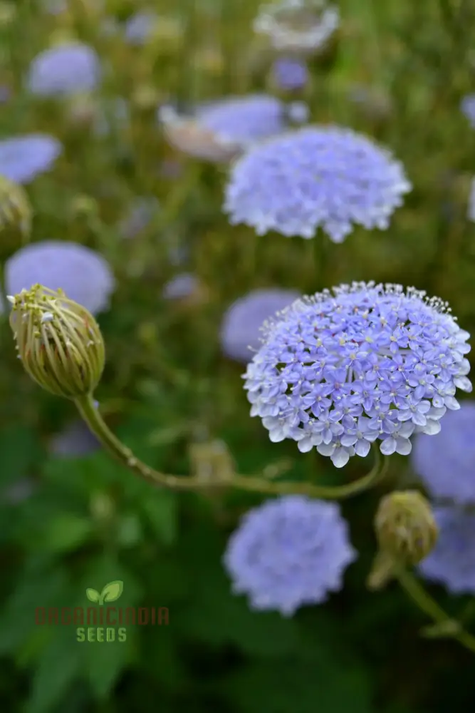 Didiscus Caerulea Lacy Blue Seeds - Grow Delicate and Lacy Blue Didiscus Flowers in Your Garden