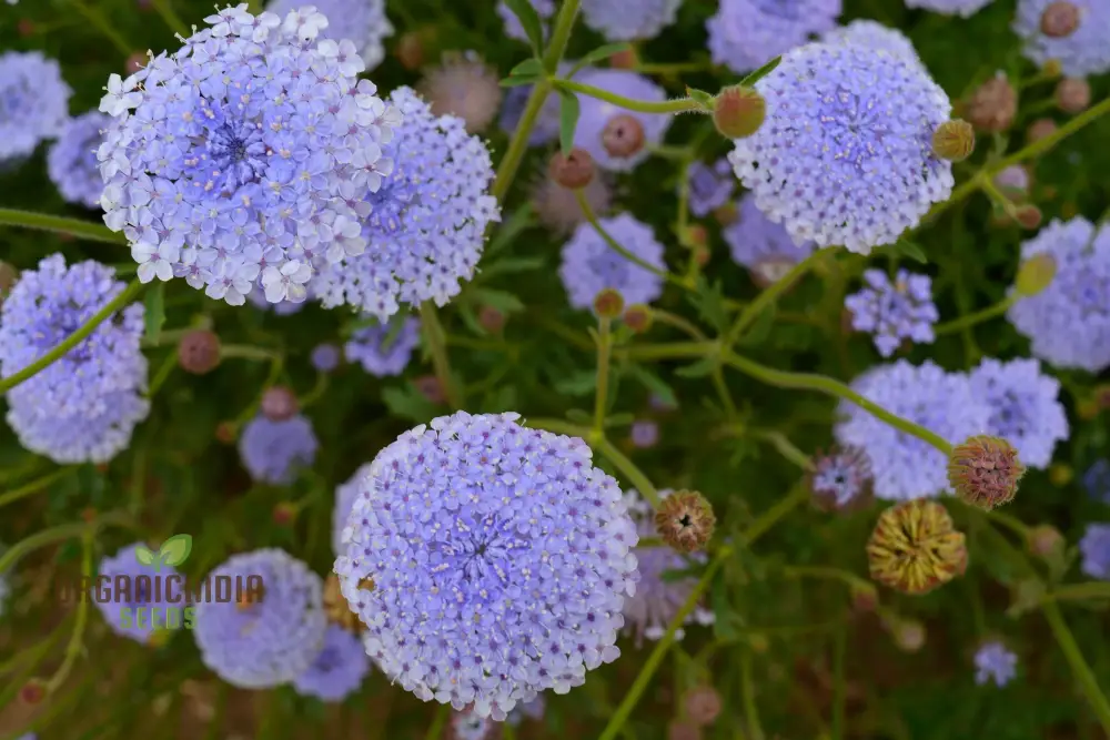 Didiscus Caerulea Lacy Blue Seeds - Grow Delicate and Lacy Blue Didiscus Flowers in Your Garden - Image 3