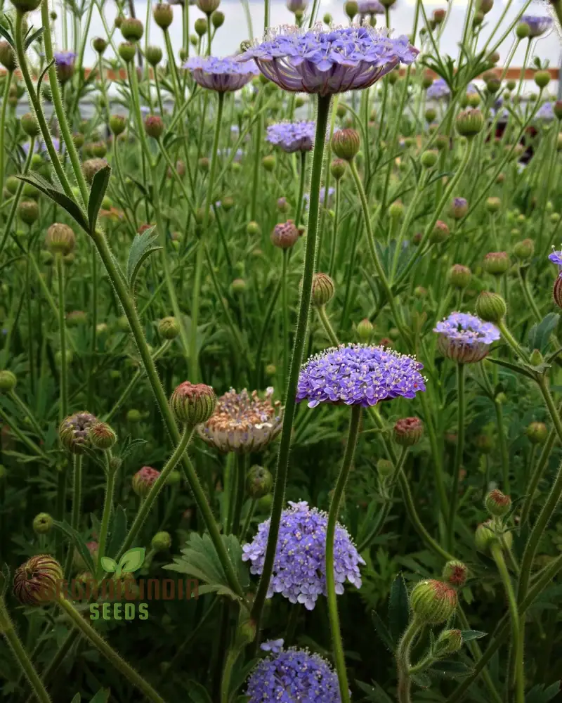 Didiscus Caerulea Lacy Blue Seeds - Grow Delicate and Lacy Blue Didiscus Flowers in Your Garden - Image 4