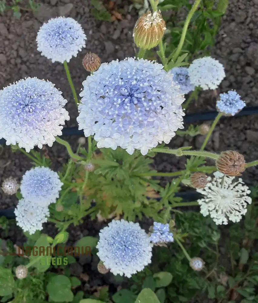 Didiscus Caerulea Lacy Blue Seeds - Grow Delicate and Lacy Blue Didiscus Flowers in Your Garden - Image 5