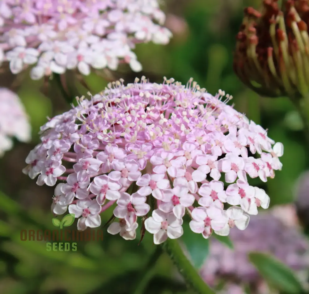 Didiscus caerulea Lacy Pink Flower Seeds, Cultivating Elegant Beauty in Your Garden with Expert Seed Planting and Gardening Techniques"
