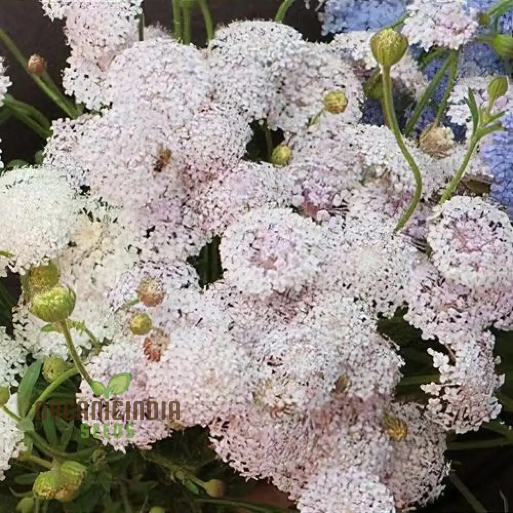 Didiscus caerulea Lacy Pink Flower Seeds, Cultivating Elegant Beauty in Your Garden with Expert Seed Planting and Gardening Techniques" - Image 3